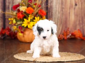 tri-colored mini bernedoodle near Chicago 