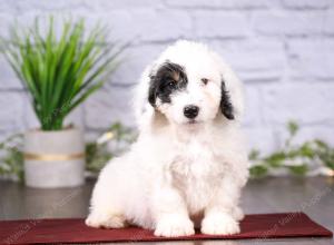 tri-colored mini bernedoodle near Chicago 