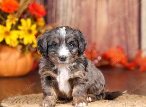 tri-colored mini bernedoodle near Chicago 