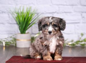 tri-colored mini bernedoodle near Chicago 