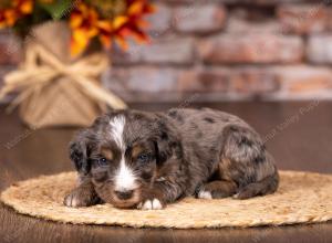 tri-colored mini bernedoodle near Chicago 