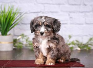 tri-colored mini bernedoodle near Chicago 