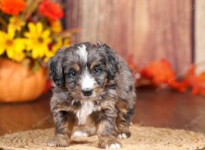 tri-colored mini bernedoodle near Chicago 