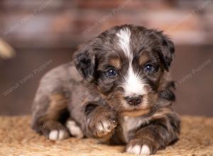 tri-colored mini bernedoodle near Chicago 