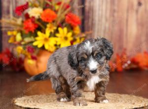 tri-colored mini bernedoodle near Chicago 