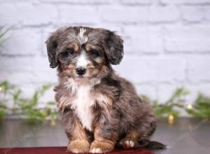 tri-colored mini bernedoodle near Chicago 