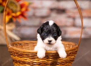 tri-colored mini bernedoodle near Chicago 