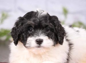 tri-colored mini bernedoodle near Chicago 