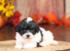 tri-colored mini bernedoodle near Chicago 