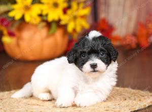 tri-colored mini bernedoodle near Chicago 