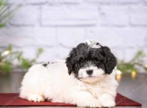 tri-colored mini bernedoodle near Chicago 