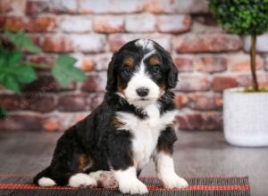 tri-colored male mini bernedoodle near Chicago Illinois