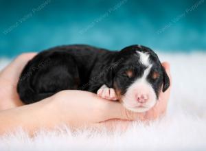 tri-colored male mini bernedoodle near Chicago Illinois