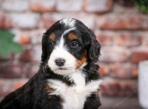 tri-colored male mini bernedoodle near Chicago Illinois