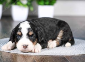 tri-colored female standard bernedoodle near Chicago Illinois