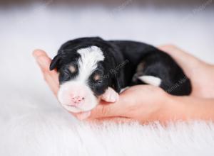 tri-colored female standard bernedoodle near Chicago Illinois