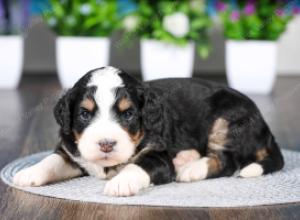 tri-colored female standard bernedoodle near Chicago Illinois