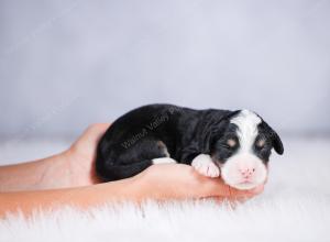 tri-colored female standard bernedoodle near Chicago Illinois