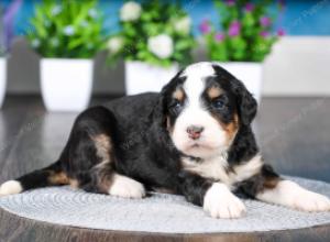 tri-colored female standard bernedoodle near Chicago Illinois