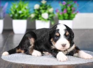 tri-colored female standard bernedoodle near Chicago Illinois