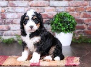 tri-colored female standard bernedoodle near Chicago Illinois