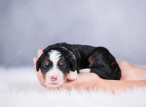 tri-colored Male standard bernedoodle near Chicago Illinois