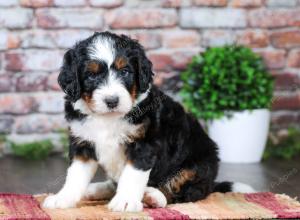 Standard bernedotri-colored Male standard bernedoodle near Chicago Illinoisodle near Chicago Illinois