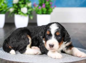 tri-colored Male standard bernedoodle near Chicago Illinois