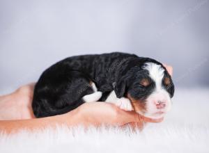 tri-colored Male standard bernedoodle near Chicago Illinois