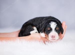 tri-colored Male standard bernedoodle near Chicago Illinois