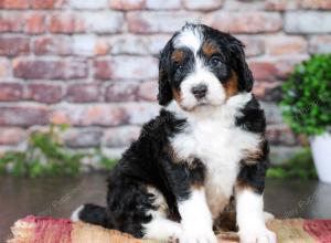 tri-colored Male standard bernedoodle near Chicago Illinois