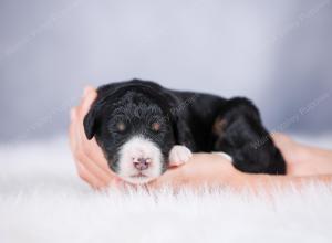 tri-colored Male standard bernedoodle near Chicago Illinois