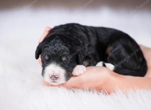 tri-colored Male standard bernedoodle near Chicago Illinois