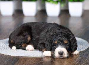 tri-colored Male standard bernedoodle near Chicago Illinois