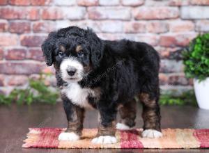 tri-colored Male standard bernedoodle near Chicago Illinois