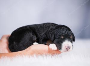 tri-colored male standard bernedoodle near Chicago Illinois