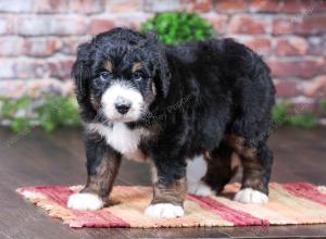 tri-colored Male standard bernedoodle near Chicago Illinois