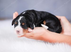 tri-colored female standard bernedoodle near Chicago Illinois