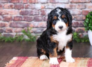 tri-colored female standard bernedoodle near Chicago Illinois