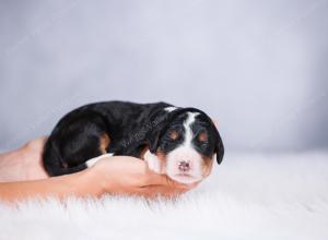 tri-colored female standard bernedoodle near Chicago Illinois