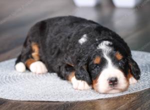 tri-colored female standard bernedoodle near Chicago Illinois