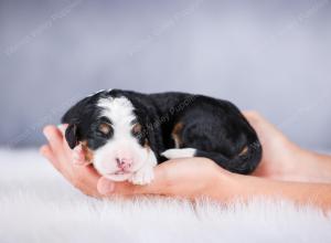 tri-colored female standard bernedoodle near Chicago Illinois