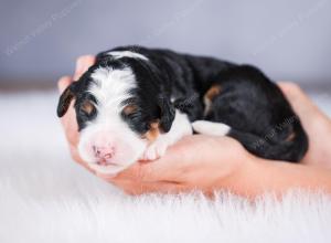 tri-colored female standard bernedoodle near Chicago Illinois