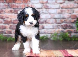 tri-colored female standard bernedoodle near Chicago Illinois