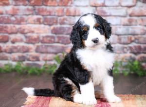 tri-colored female standard bernedoodle near Chicago Illinois