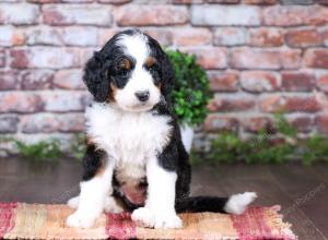 tri-colored female standard bernedoodle near Chicago Illinois