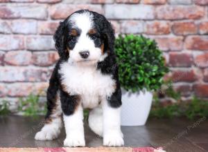 tri-colored female standard bernedoodle near Chicago Illinois