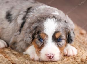 mini bernedoodle near Saint Louis MO