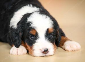 mini bernedoodle near Saint Louis MO