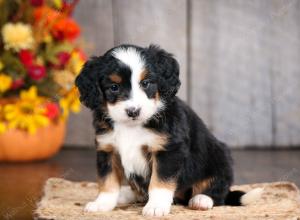 mini bernedoodle near Saint Louis MO